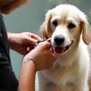 Dog being professionally groomed at Westminster Pet Supplies